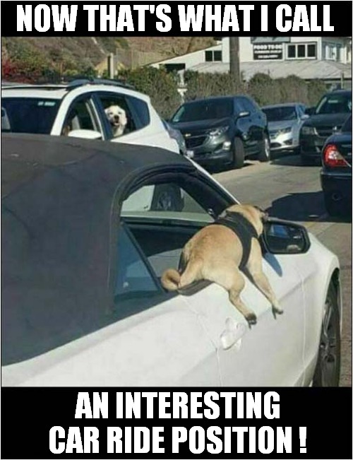 Just Strange ! | NOW THAT'S WHAT I CALL; AN INTERESTING CAR RIDE POSITION ! | image tagged in dogs,car ride,strange | made w/ Imgflip meme maker