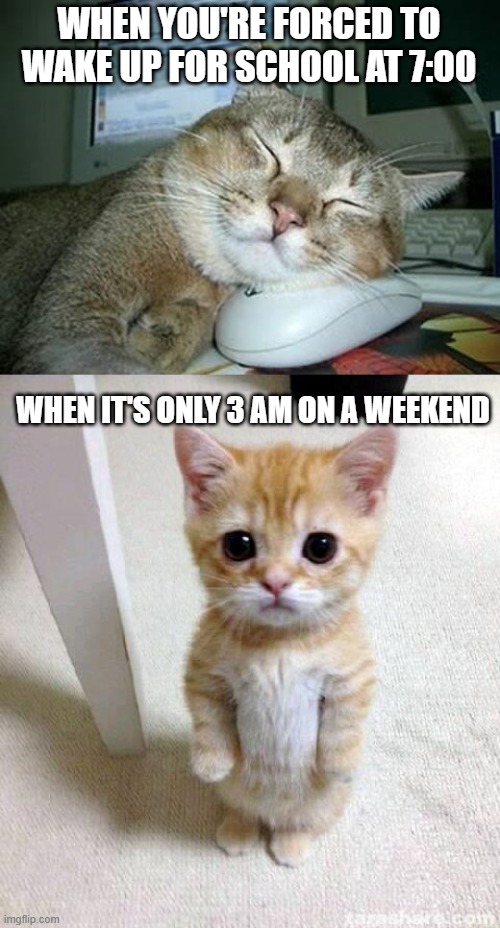 WHEN YOU'RE FORCED TO WAKE UP FOR SCHOOL AT 7:00; WHEN IT'S ONLY 3 AM ON A WEEKEND | image tagged in sleepy cat,memes,cute cat | made w/ Imgflip meme maker