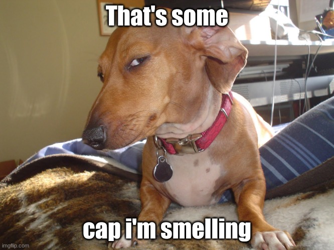 Suspicious Dog | That's some cap i'm smelling | image tagged in suspicious dog | made w/ Imgflip meme maker