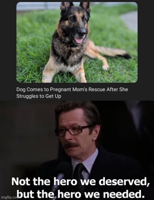 Heroic Doggo | image tagged in not the hero we deserved but the hero we needed,hero,heroic,dogs,dog,memes | made w/ Imgflip meme maker