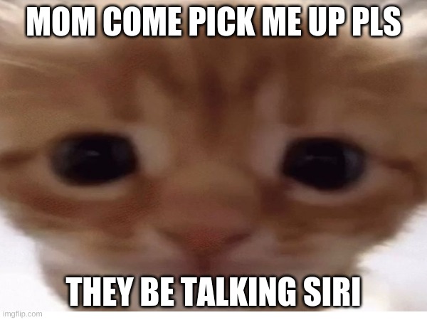 ong bruh;-; | MOM COME PICK ME UP PLS; THEY BE TALKING SIRI | image tagged in cats | made w/ Imgflip meme maker