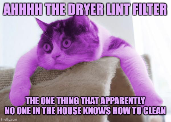 RayCat Stare | AHHHH THE DRYER LINT FILTER; THE ONE THING THAT APPARENTLY NO ONE IN THE HOUSE KNOWS HOW TO CLEAN | image tagged in raycat stare,memes | made w/ Imgflip meme maker