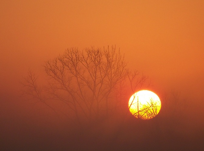 Sunrise in the fog. | image tagged in foghorn leghorn,sunrise | made w/ Imgflip meme maker