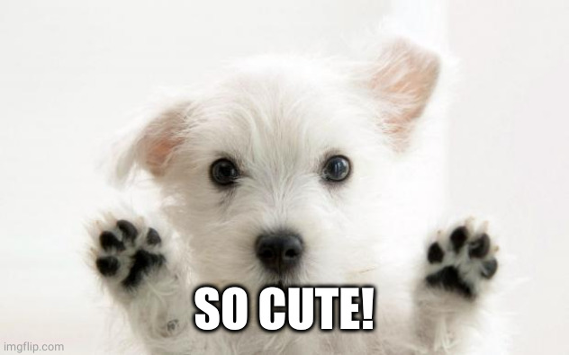 cute dog | SO CUTE! | image tagged in cute dog | made w/ Imgflip meme maker