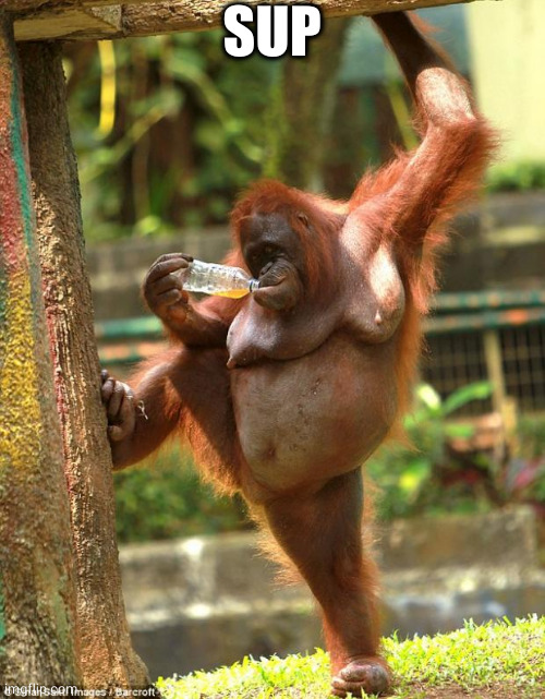 sexy orangutan | SUP | image tagged in sexy orangutan | made w/ Imgflip meme maker