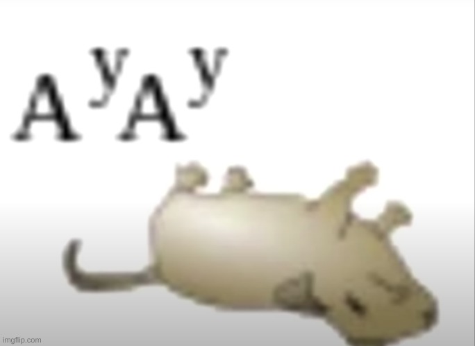 AyAy | made w/ Imgflip meme maker
