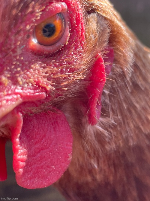 An up close photo of my chickens eye. | image tagged in chicken,photography,photos,nice cock | made w/ Imgflip meme maker