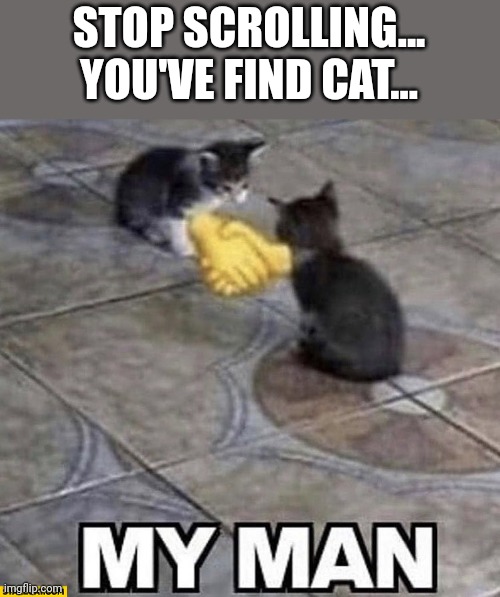 Cat | STOP SCROLLING...
YOU'VE FIND CAT... | image tagged in cats shaking hands,my man | made w/ Imgflip meme maker