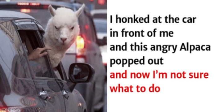 Angery Alpaca | image tagged in alpaca,angery,angry,car,honk,why are you reading the tags | made w/ Imgflip meme maker