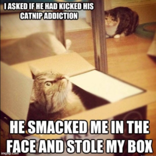 image tagged in cats,catnip,box,why are you reading the tags,drugs,smack | made w/ Imgflip meme maker