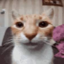 Straight face cat Blank Meme Template