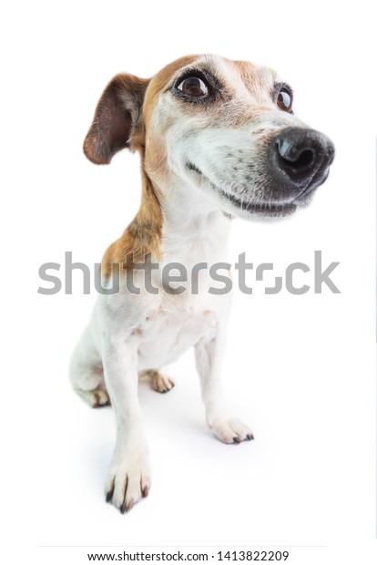 High Quality Funny Wenimechaindasama Rat Terrier Turi ip ip up Dog A A Folou Blank Meme Template