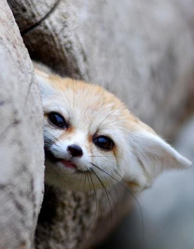 edgey fenc Blank Meme Template