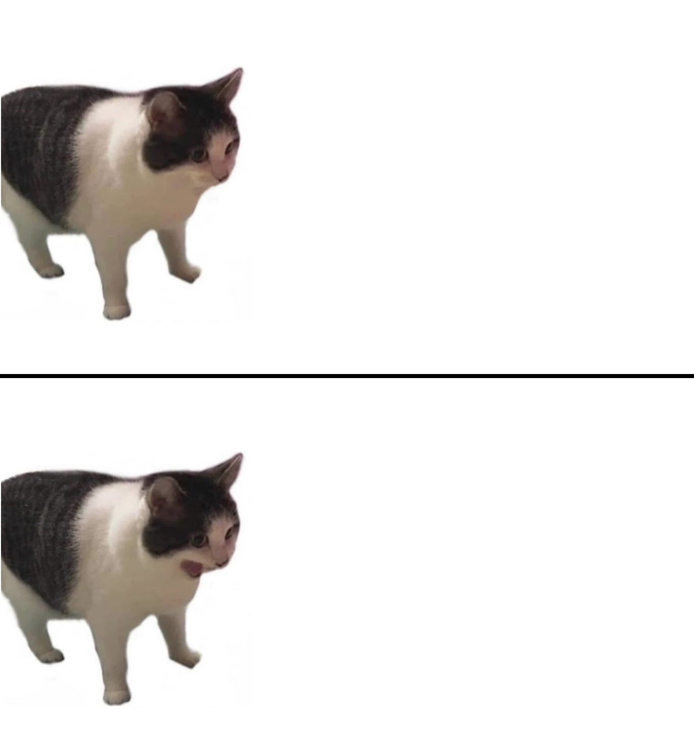 High Quality Sudden terrible realization cat Blank Meme Template