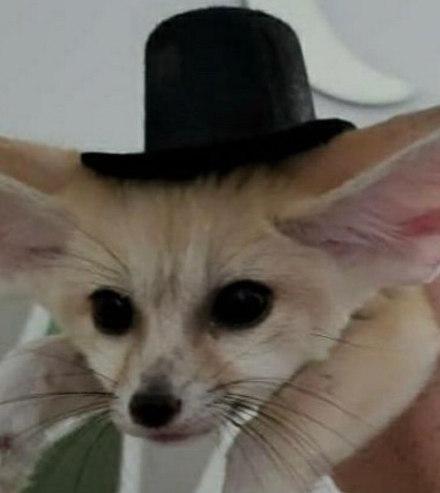 tophat fenc Blank Meme Template