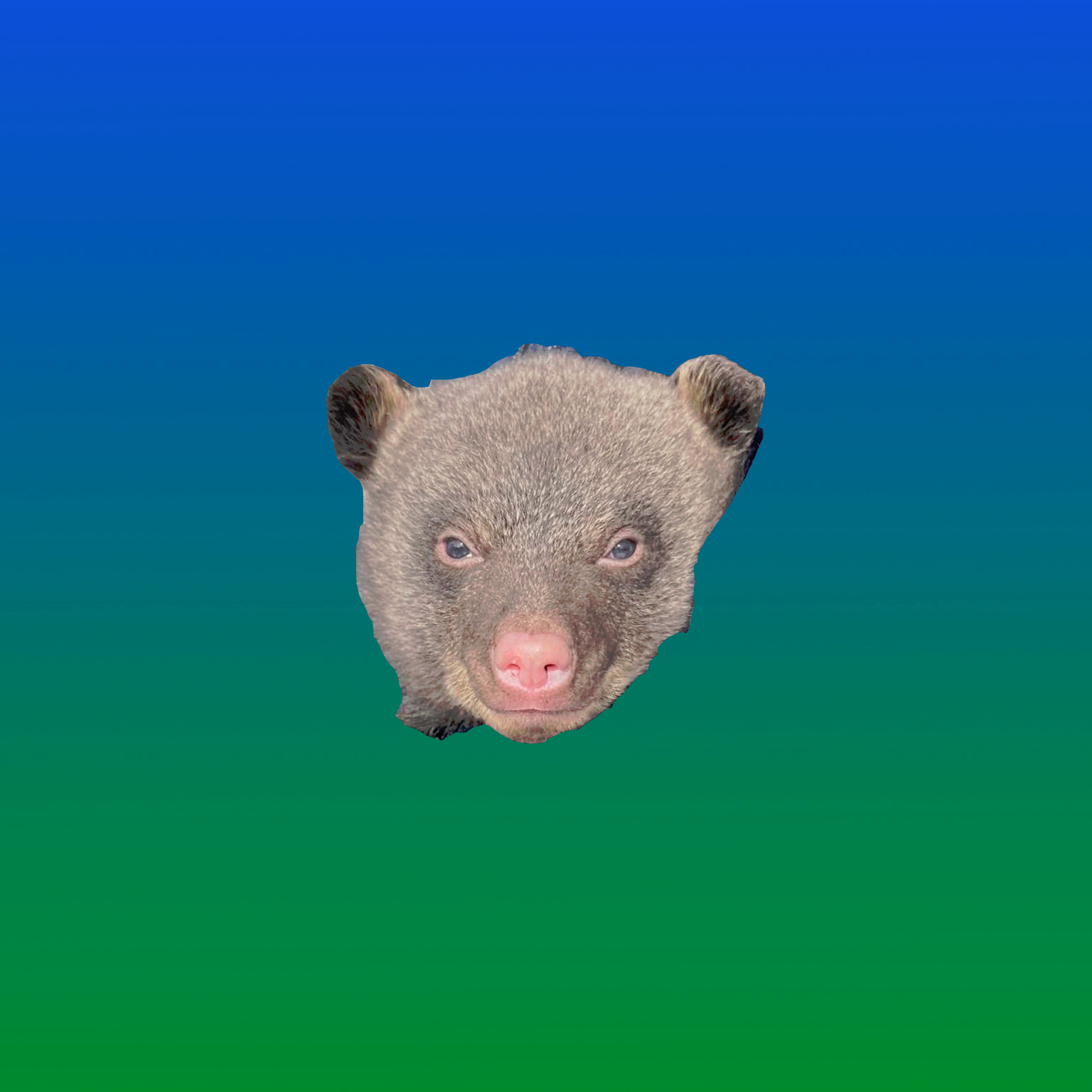 High Quality Cute Bear with Smirk Blank Meme Template