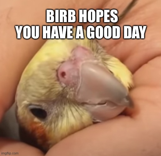 Birb wholesome | BIRB HOPES YOU HAVE A GOOD DAY | image tagged in unhand me,wholesome,cute,memes | made w/ Imgflip meme maker