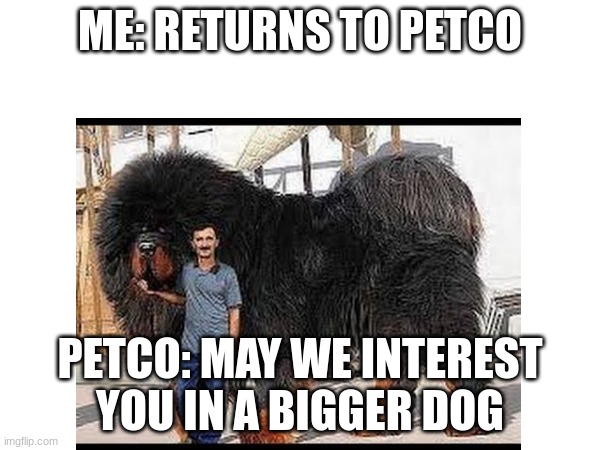 This is why I will move to alabama to own my own bear, I am unsatisfied with the size of my Bernese Mountain dog | ME: RETURNS TO PETCO; PETCO: MAY WE INTEREST YOU IN A BIGGER DOG | image tagged in big dog small dog | made w/ Imgflip meme maker