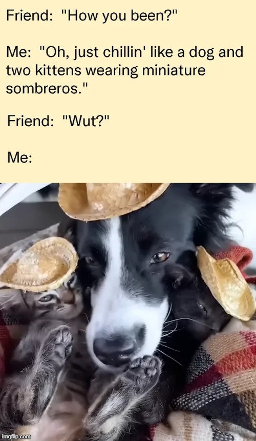 image tagged in memes,funny | made w/ Imgflip meme maker