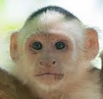 Capuchin monkey Blank Meme Template