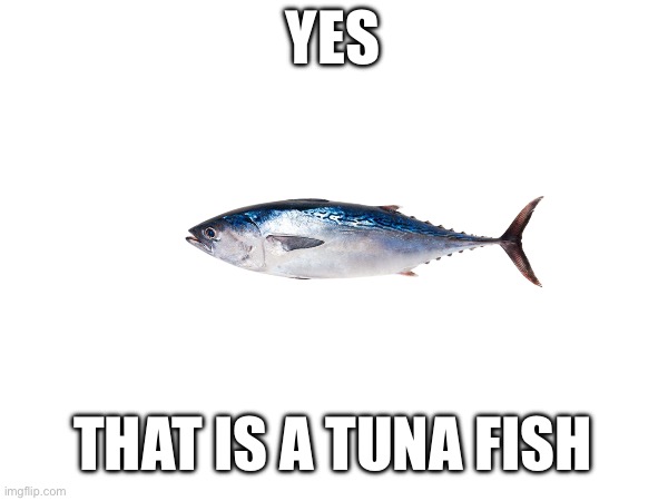 YES THAT IS A TUNA FISH | made w/ Imgflip meme maker