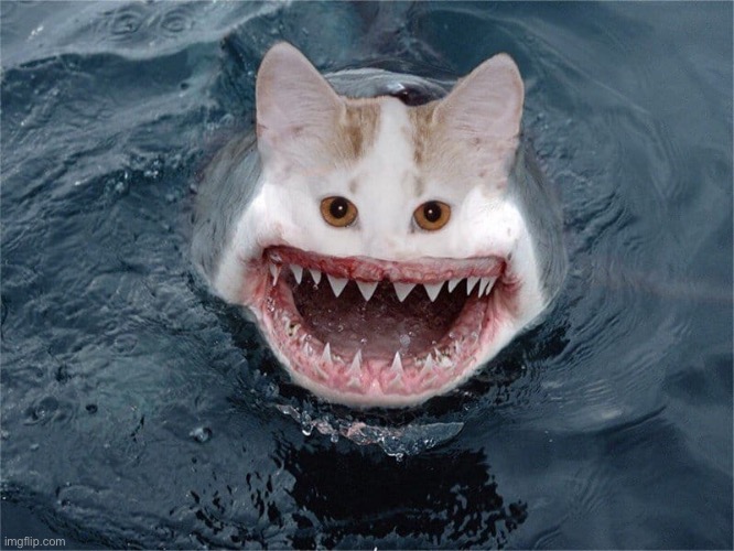 Idk | image tagged in shark,cat | made w/ Imgflip meme maker