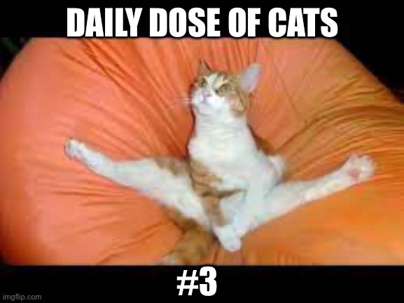 Daily dose of cats | DAILY DOSE OF CATS; #3 | image tagged in funny | made w/ Imgflip meme maker