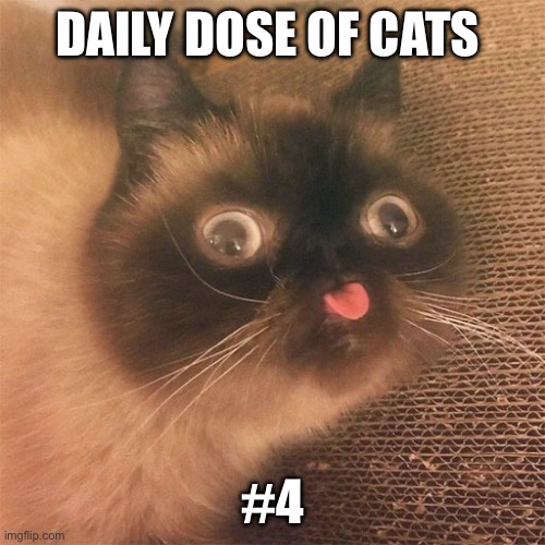 Daily dose of cats | DAILY DOSE OF CATS; #4 | image tagged in funny | made w/ Imgflip meme maker