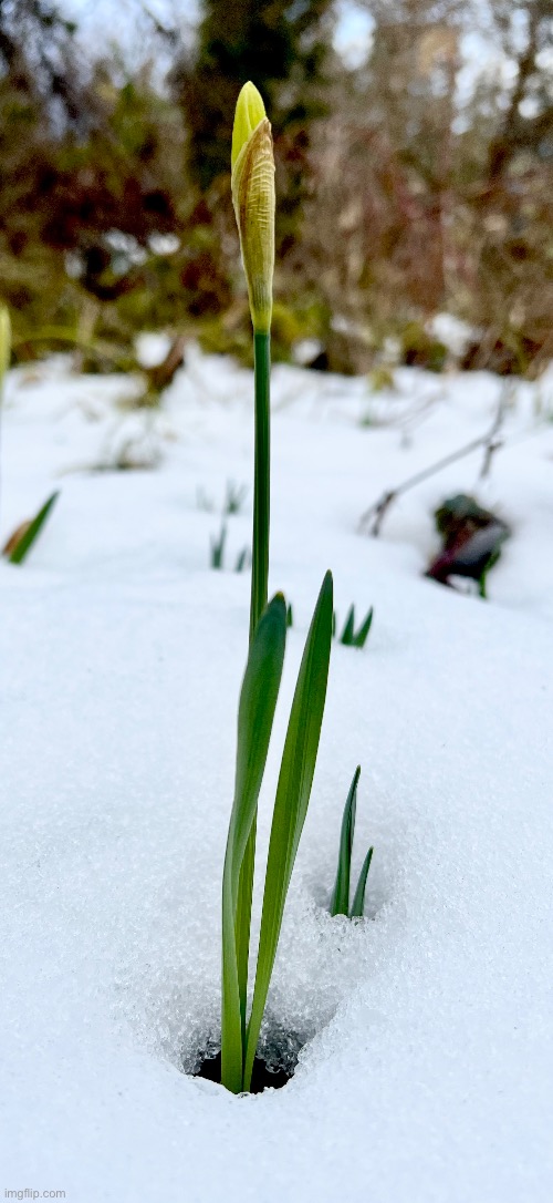 Spring is coming! | made w/ Imgflip meme maker