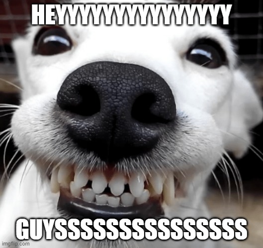 smiling dog - heeeyyyyyyy guysssssssssss | HEYYYYYYYYYYYYYYY; GUYSSSSSSSSSSSSSSS | image tagged in smiling dog | made w/ Imgflip meme maker