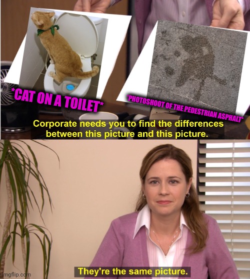 -Illusion high lvl. | *CAT ON A TOILET*; *PHOTOSHOOT OF THE PEDESTRIAN ASPHALT* | image tagged in memes,they're the same picture,funny cats,cold weather,funny road signs,illusion 100 | made w/ Imgflip meme maker