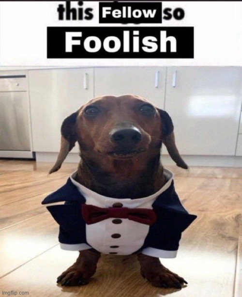 so foolish. | image tagged in this fellow is so foolish | made w/ Imgflip meme maker