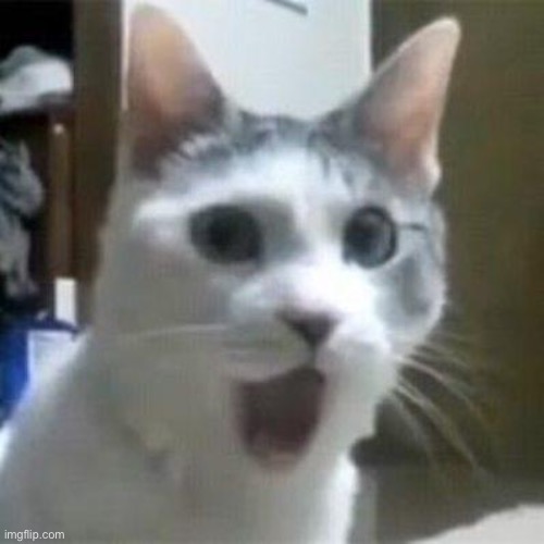 Shocked Cat | image tagged in shocked cat | made w/ Imgflip meme maker