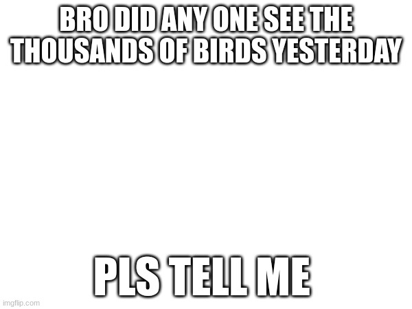 THOUSANDS OF BIRDS SO MANY | BRO DID ANY ONE SEE THE THOUSANDS OF BIRDS YESTERDAY; PLS TELL ME | image tagged in birds | made w/ Imgflip meme maker