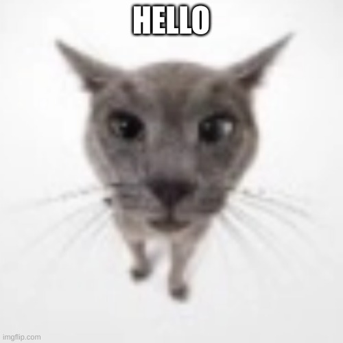 Goofy ahh Cat | HELLO | image tagged in goofy ahh cat | made w/ Imgflip meme maker