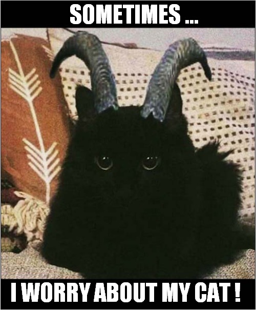 One Demonic Kitty ! | SOMETIMES ... I WORRY ABOUT MY CAT ! | image tagged in cats,horns,demonic | made w/ Imgflip meme maker