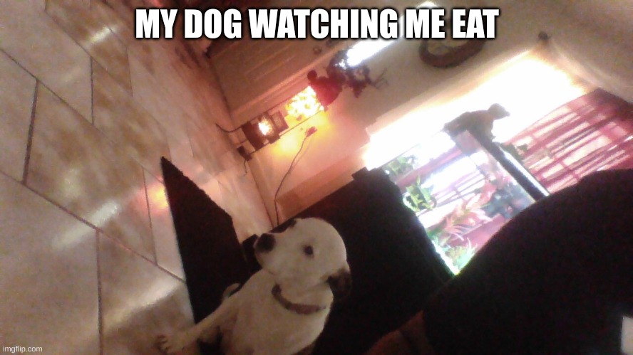 help meeee | MY DOG WATCHING ME EAT | image tagged in dogs,eating | made w/ Imgflip meme maker