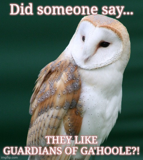 GUARDIANS OF GA'HOOLE 4 EVA | Did someone say... THEY LIKE GUARDIANS OF GA'HOOLE?! | image tagged in barn owl,owls,guardians of ga'hoole | made w/ Imgflip meme maker