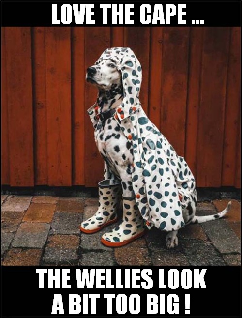 The Spottiest Dog You Ever Did See ! | LOVE THE CAPE ... THE WELLIES LOOK
A BIT TOO BIG ! | image tagged in dogs,dalmation,spots | made w/ Imgflip meme maker