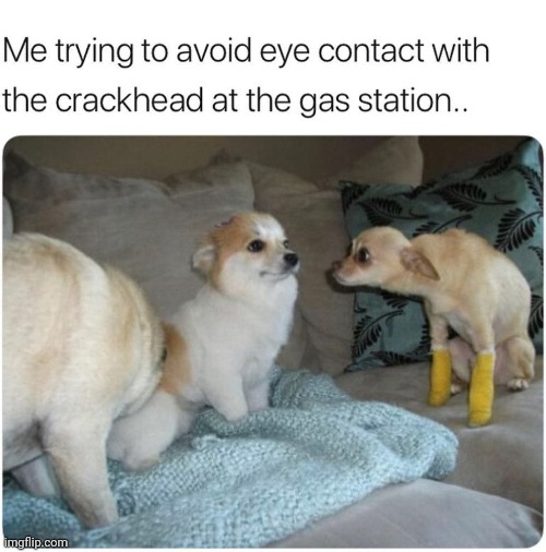 No, I don't have any change on me. | image tagged in crackhead,dogs | made w/ Imgflip meme maker