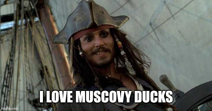 JACK OH I LIKE THAT | I LOVE MUSCOVY DUCKS | image tagged in jack oh i like that | made w/ Imgflip meme maker