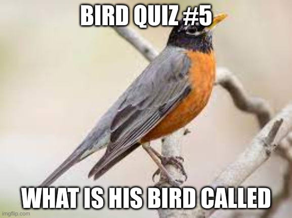 I made it pretty easy this time | BIRD QUIZ #5; WHAT IS HIS BIRD CALLED | made w/ Imgflip meme maker