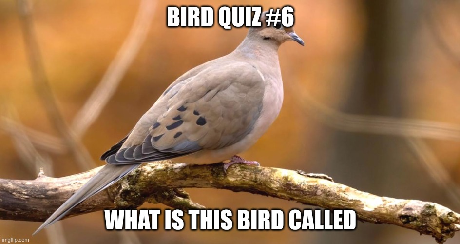 BIRD QUIZ #6; WHAT IS THIS BIRD CALLED | made w/ Imgflip meme maker