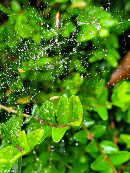 Water in spiderweb | image tagged in spider,water,photography | made w/ Imgflip meme maker