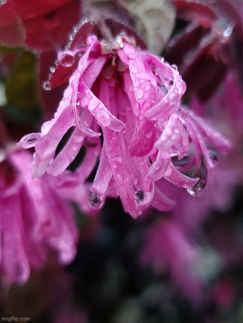 Flower after rainstorm | image tagged in flowers,photography | made w/ Imgflip meme maker