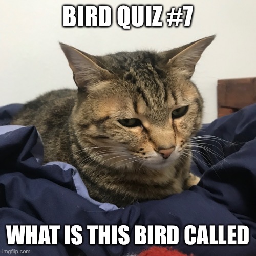 BIRD QUIZ #7; WHAT IS THIS BIRD CALLED | made w/ Imgflip meme maker