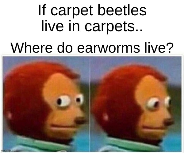 Sus | If carpet beetles live in carpets.. Where do earworms live? | image tagged in memes,monkey puppet | made w/ Imgflip meme maker