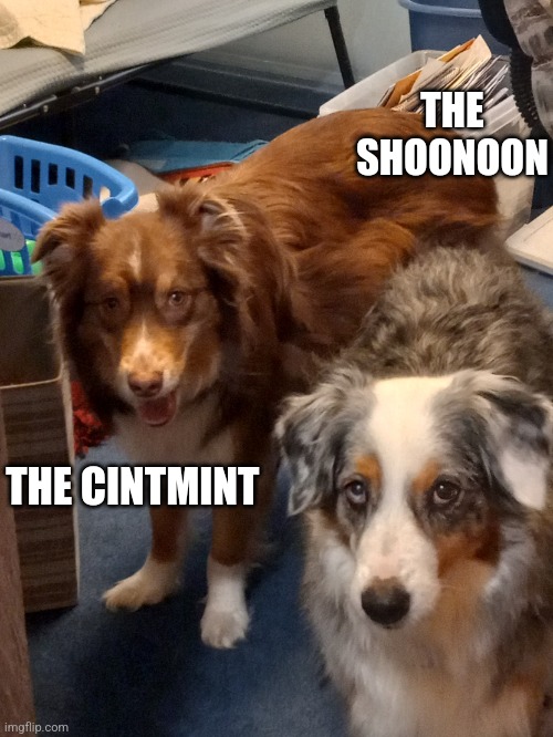 The shoonoon meets the cintmint | THE SHOONOON; THE CINTMINT | image tagged in the shoonoon meets the cintmint | made w/ Imgflip meme maker