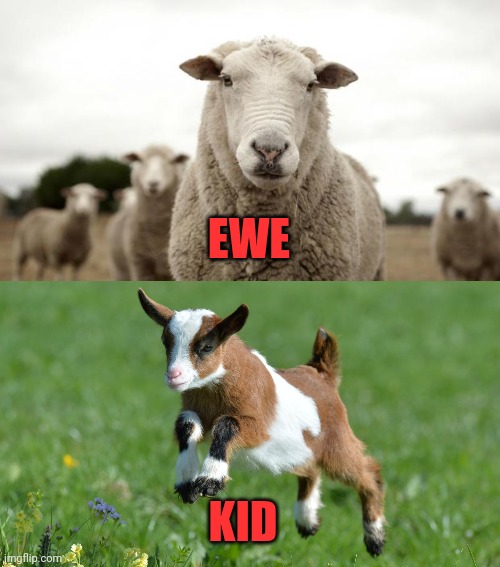 KID EWE | image tagged in sheep,cute baby goat | made w/ Imgflip meme maker