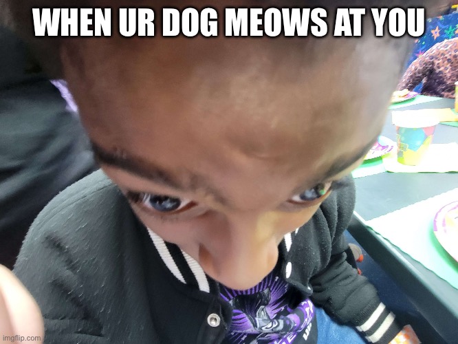 Goofy ahh | WHEN UR DOG MEOWS AT YOU | image tagged in goofy ahh | made w/ Imgflip meme maker